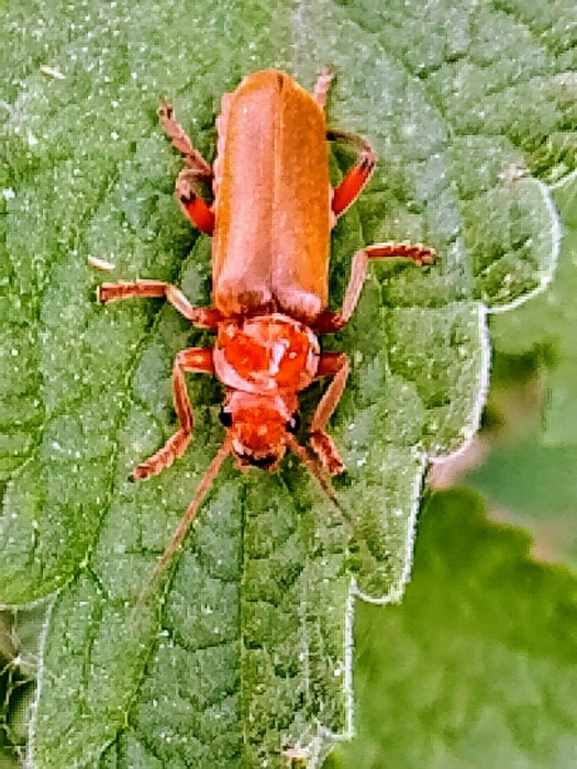 Кажется, что этот жук — из янтаря | Источник: Евгения Ткаченко