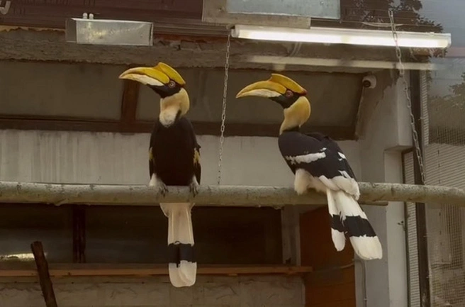 В Ленинградском зоопарке рассказали, как птица Шанти чувствует себя после возвращения в вольер | Источник: Ленинградский зоопарк