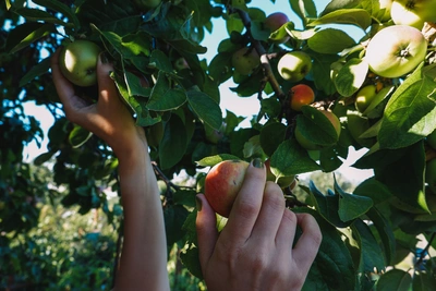 Обработка смородины и яблони весной: советы агронома