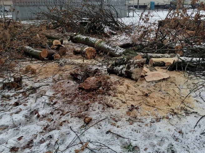 На местах снесенных деревьев запланирована посадка новых | Источник: читатель 76.RU