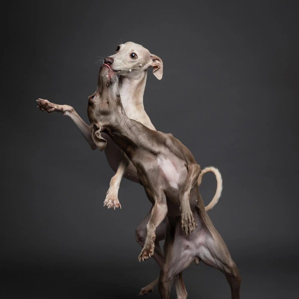 Второе место в номинации «Студийная съемка» | Источник: Mia Tepelea / Dog Photography Awards 2025