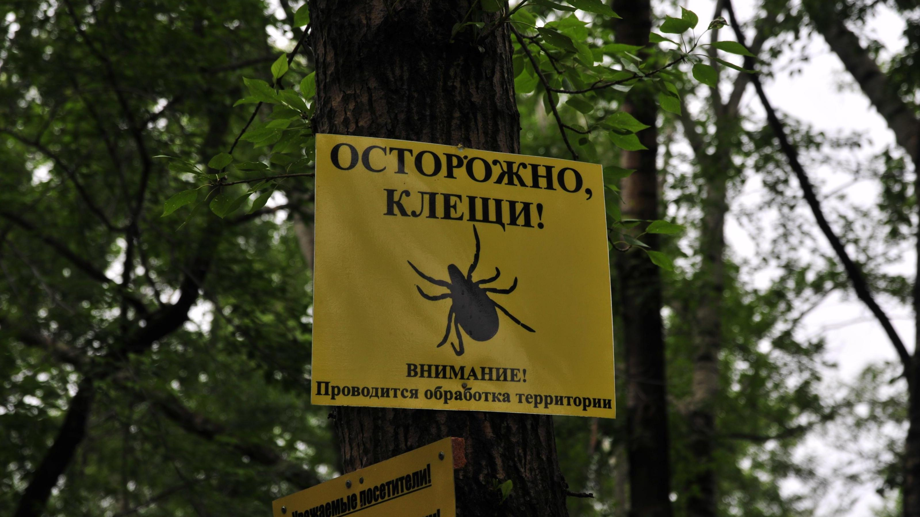 Откуда берутся клещи в центре Архангельска? Ответ биолога