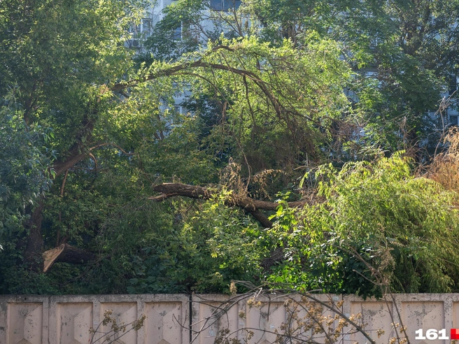 На Сельмаше спустя три недели после шторма висели ветки | Источник: Евгений Вдовин / 161.RU