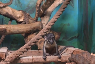 Детеныш мартышки диана боролся за еду в Новосибирском зоопарке