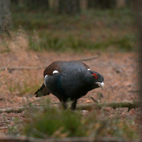 Источник: Павел Глазков / «Каждой твари по паре» 