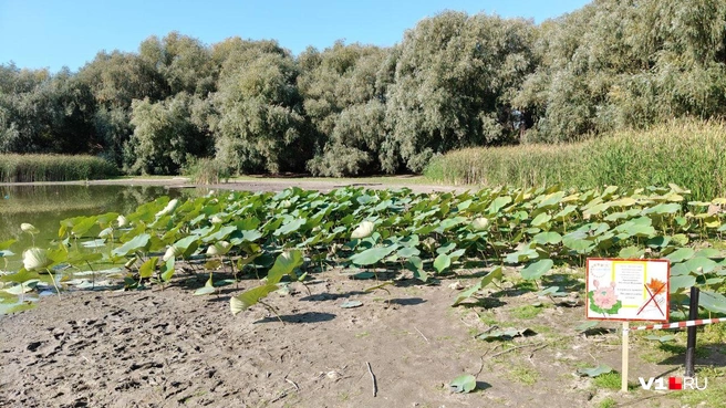 Озеро Круглое | Источник: Мария Умнова / V1.RU