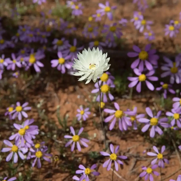 Роданта в окружении брахиком иберисолистных (Brachyscome iberidifolia) | Источник: Pamela Jennings