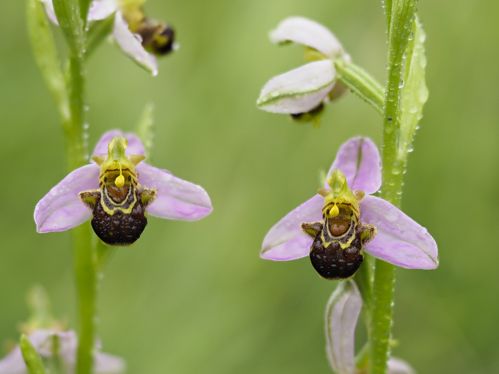 Пчелиная орхидея