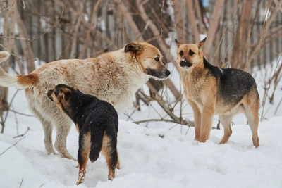 Official to Be Tried for Negligence in Dog Attacks