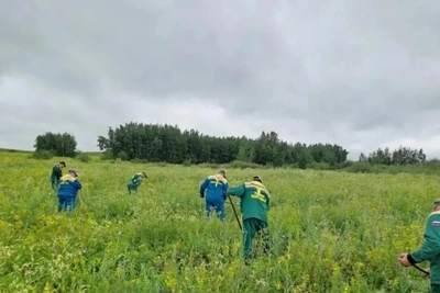 Более 32,5 тыс. га леса восстановили в Забайкалье
