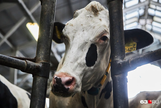 Источник: Роман Данилкин / 63.RU