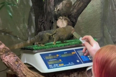 Карликовые обезьяны научились вставать на весы в зоопарке