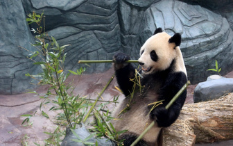 Когда панды перешли на диету из бамбука