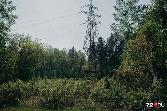 Власти хотят благоустраивать лесопарки вместе с бизнесом | Источник: Ирина Шарова / 72.RU