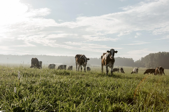 Источник: предоставлено пресс-службой «ЭкоНива»