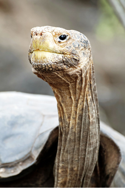 Тише едешь — дольше будешь: долголетие и другие загадки гигантских черепах