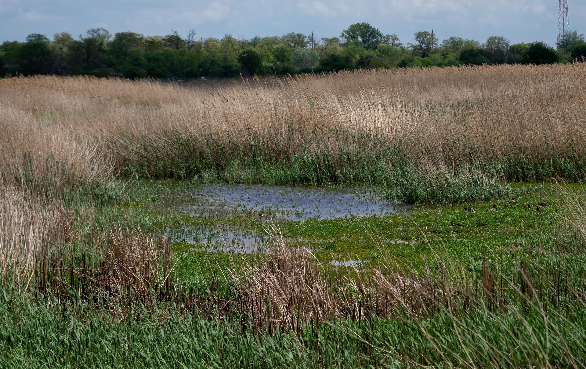 Больше воды не дадут. Донское село попало в зависимость от Кубани — воды не хватает и так будет дальше