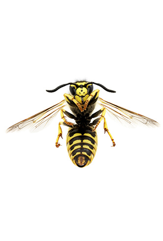 Пчела с эффектом anti-age