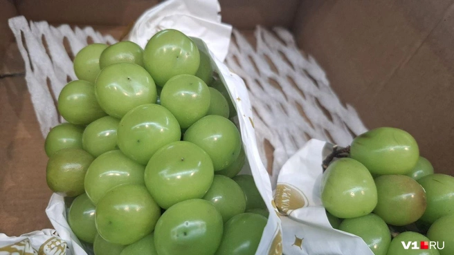 Ягоды не только на вид мясистые и наливные, но и на ощупь очень жесткие | Источник: Тимофей Крылов / V1.RU