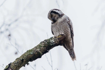 Совиный сезон в Петербурге: правила поведения