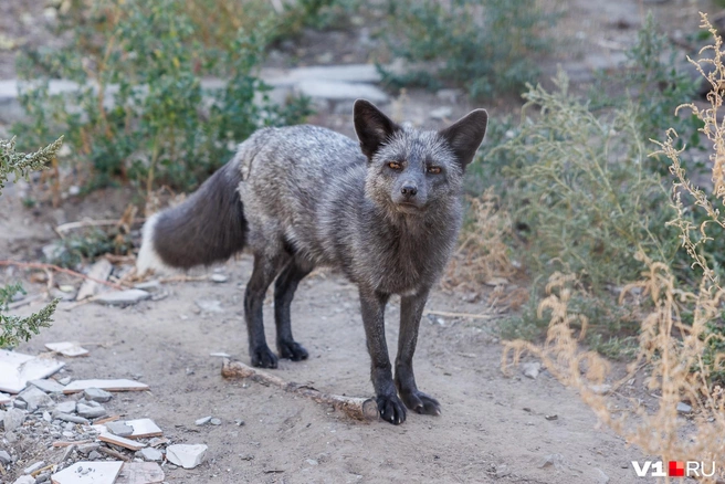 Заводить лису в квартире — не самая лучшая идея | Источник: Алексей Волхонский / V1.RU