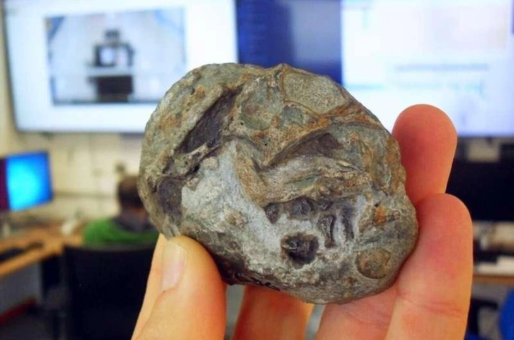 До живорождения: окаменелость показала, что предки млекопитающих откладывали яйца До живорождения: окаменелость показала, что предки млекопитающих откладывали яйца