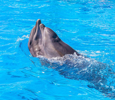 В Севастополе хозяин выбросил четырех ручных дельфинов в море. Спасут ли животных?