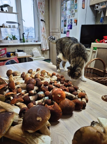 Корзин не хватает, доставайте самые большие ведра. Вот что значит, когда грибы — пошли  | Источник: Антон Кубышкин / Грибы и Грибники СПб