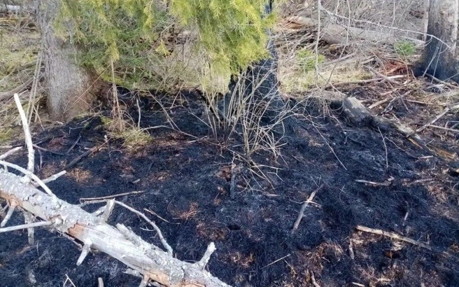 Штрафы для граждан за разведение огня составят от 15 до 30 тысяч рублей | Источник:  ГБУ ПК «Гослесхоз»