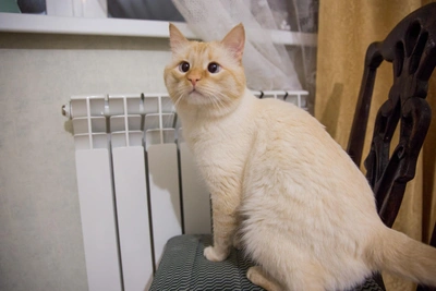 Метробус, жара и отопление: главное в Воронеже 31 марта