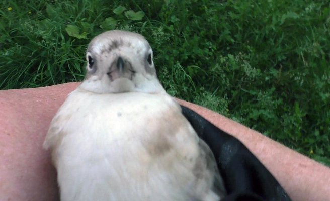 Мурманчанка несет птицу домой | Источник: Елена Фурцева