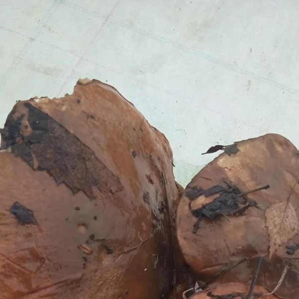 Источник: Ирина И / Грибы в Подмосковье 2025 / VK.com