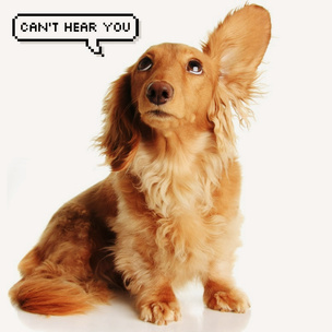 Quiz: Сможешь ли ты угадать животное только по ушам?