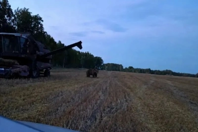 Омичи встретили медведя на поле
