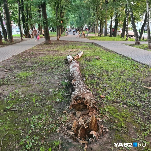А это дерево валяется здесь давно | Источник: Светлана Коновалова / YA62.RU
