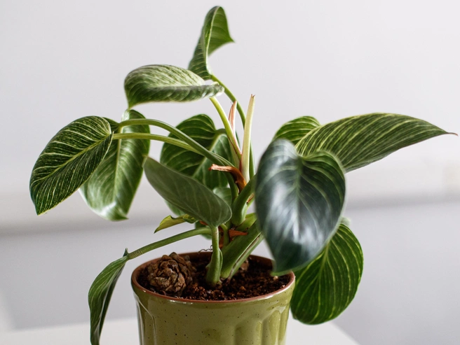 Комнатные растения выступают в роли природных увлажнителей воздуха | Источник: Андрей Бортко / NGS.RU