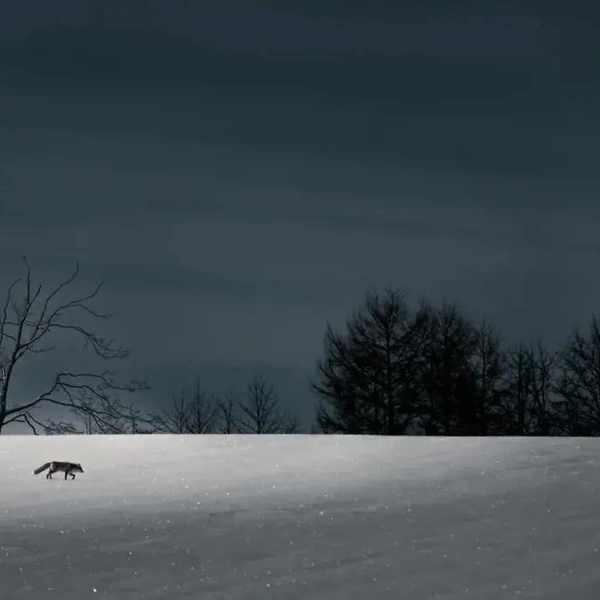 Источник: Shoya Kato / Minimalist Photography Awards 2025