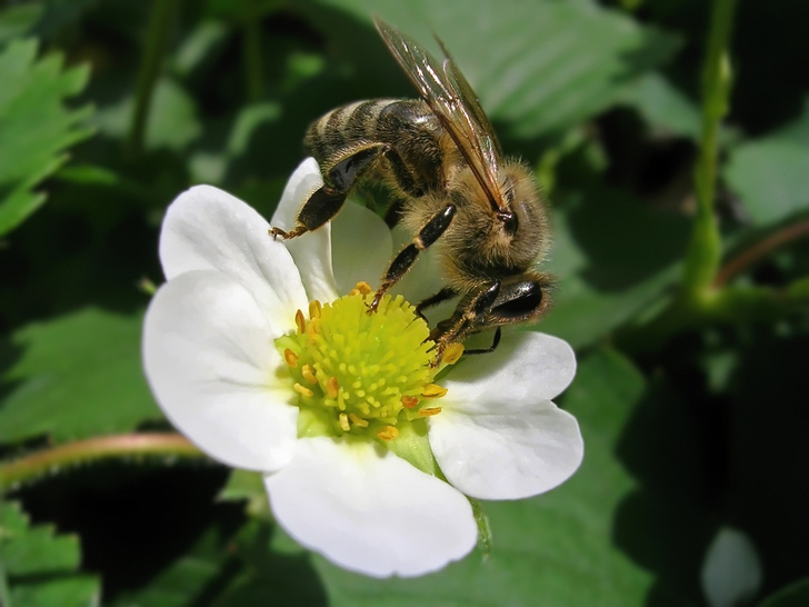 Ученые «дрессируют» пчел для лучшего опыления растений