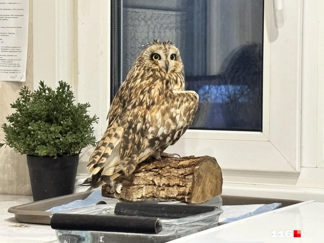 Сову зовут Фуфуша | Источник: Ильгиз Шарифзянов / 116.RU