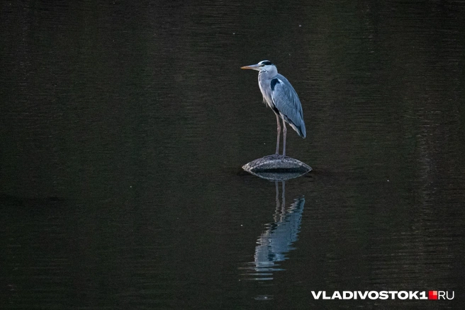 Источник: Елена Буйвол / VLADIVOSTOK1.RU
