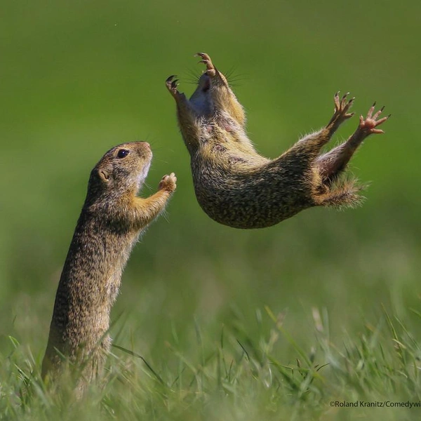 Источник: Roland Kranitz / Comedy Wildlife Photography Awards 2021