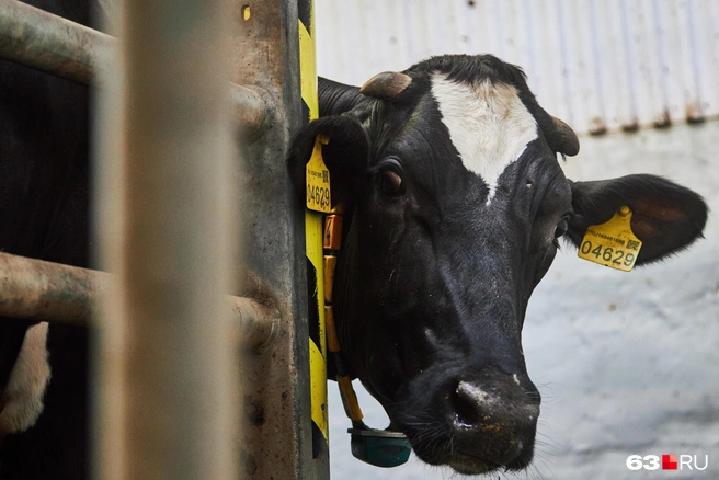 Источник: Роман Данилкин / 63.RU