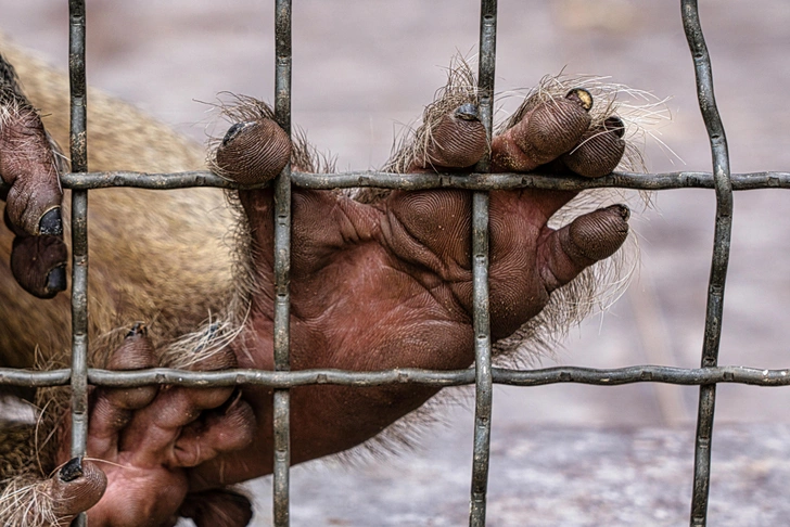 Ловкость лап и тяга к свободе: 10 громких побегов животных из зоопарков и цирков | Источник: Murrr Photo/Shutterstock/Fotodom.ru