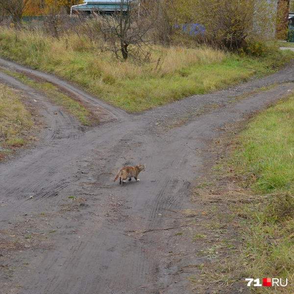 Это еще самая крепкая грунтовка, которая есть в поселке | Источник: Максим Улитов / 71.RU