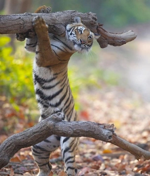 Самые смешные коты и кошки за всю историю комичного конкурса Comedy Wildlife Photography Awards