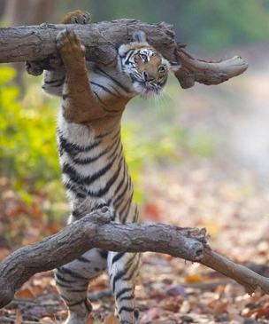 Самые смешные коты и кошки за всю историю комичного конкурса Comedy Wildlife Photography Awards