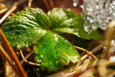 Растения пробиваются сквозь снег в Алтайском заповеднике