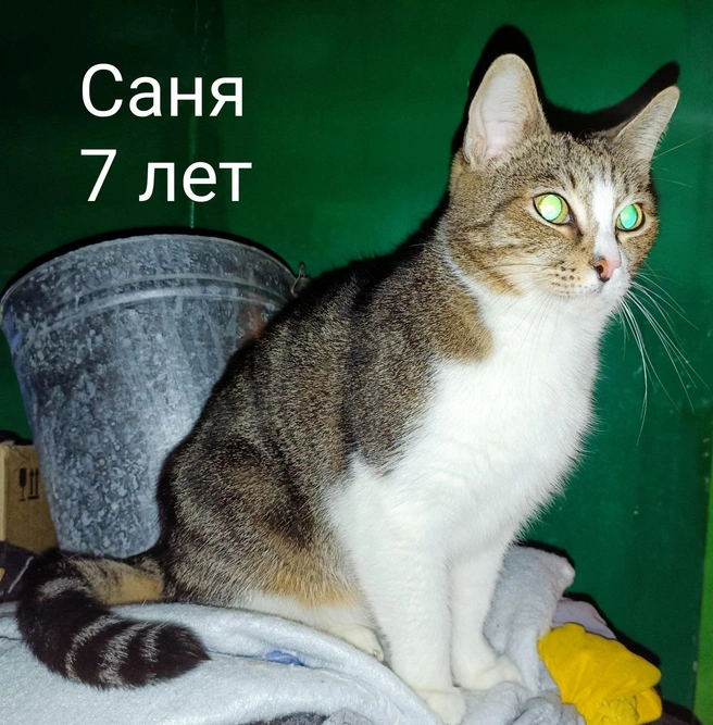 Источник: «Помощь бездомным животным г. Полярные Зори!» / Vk.com