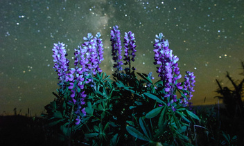 Топ-5: ночные цветы
