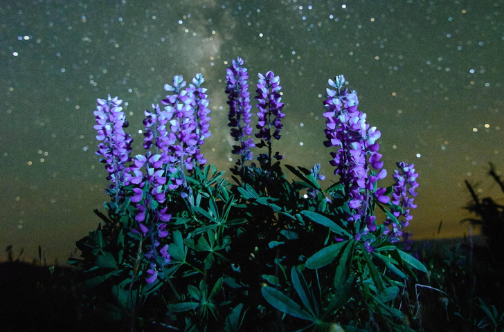 Топ-5: ночные цветы